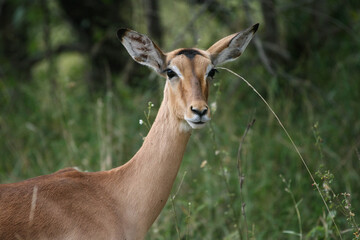 Sticker - Cute portrait of an impala ewe in an African national park