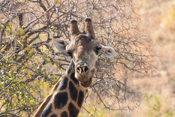 Canvas Print - Portrait of a cute giraffe with a blurred background