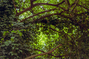 Wall Mural - Closeup of the bright green foliage of the tree.