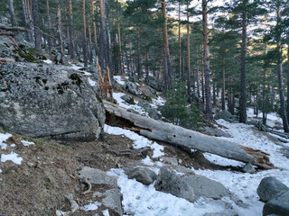 Poster - Naked trees in a snow-covered forest on a hilltop in Navacerrada, Spain