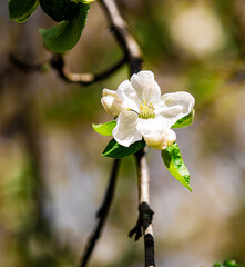 Sticker - Vertical shot of an apple blossom flower.