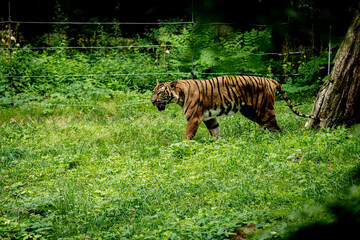 Canvas Print - View of a Bengal tiger animal walking on green grass land in the forest