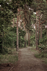 Wall Mural - Beautiful vertical shot of a green forest