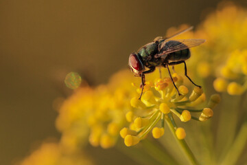 Sticker - Green bottle fly, Lucilia sericata, on fennel flowers. Malta