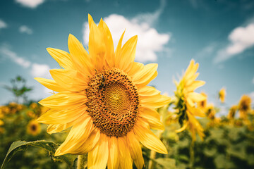 Sticker - Close-up selective focus shot of a sunflower in the sunflowers field on a sunny day