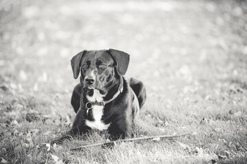 Canvas Print - Beautiful grayscale portrait of a Gundog sitting on a grassland