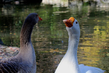 Closeup Shot Of Two Ducks With Water In Background