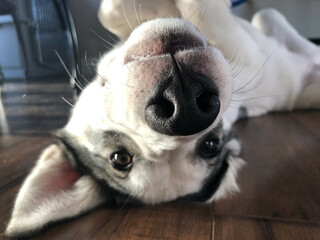 Poster - Closeup shot of a cute dog upside down