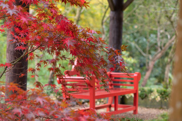 Wall Mural - beautiful shot of a red bench and a plant with red leaves in an autumn park