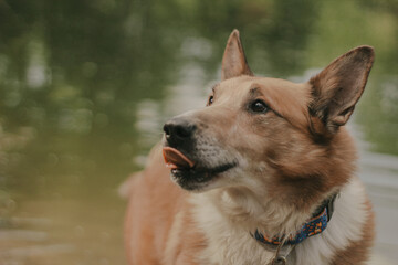 Poster - Closeup of a dog licking with a tongue out by the lake