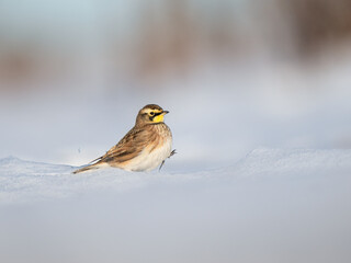 Poster - Closeup shot of a horned lark in a forest during the day