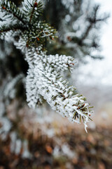 Wall Mural - Close-up shot of a spruce covered with ice crystals in winter