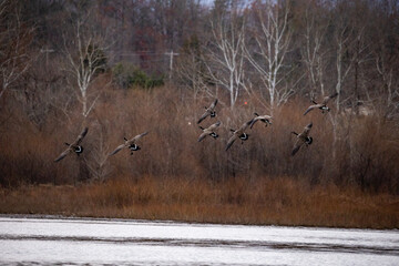 Wall Mural - Flock of geese come into land on a lake in Greene County, VA lake