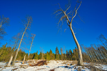 Poster - Snow-covered coniferous forest in a mountainside