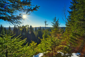 Sticker - Scenic view of a forest with lush trees on a sunny day