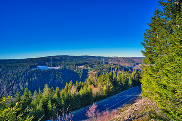 Sticker - Scenic view of a forest with lush trees on a sunny day