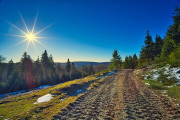 Sticker - Scenic view of a pathway in the forest on a sunny day