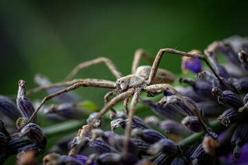 Poster - Closeup shot of a big spider on the flower