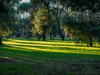 Canvas Print - Afternoon at the park.