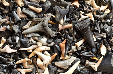 Canvas Print - Top view of a stack of teeth of sharks