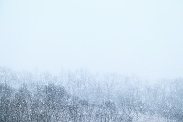 Wall Mural - Beautiful shot of a forest in the mountains covered with snow and fog