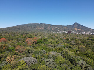 Poster - Mesmerizing view of a forest with dense growing colorful trees on a sunny day