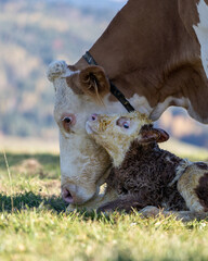 Canvas Print - Vertical shot of a cow petting its calf in a field on a sunny day in the countryside