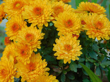 Closeup Shot Of Yellow Chrysanthemums Blossoming In The Garden