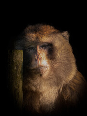 Wall Mural - Closeup shot of a sad pondering monkey on isolated black background