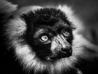 Sticker - Grayscale shot of pondering lemur