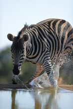Vertical Shot Of A Zebra Drinking Some Water.