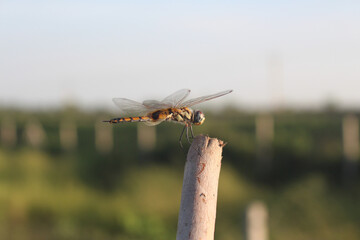 Sticker - Selective of a dragonfly on a branch