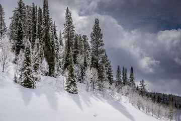 Sticker - Chilling view of the winter forest in Emigration Canyon, Idaho, USA