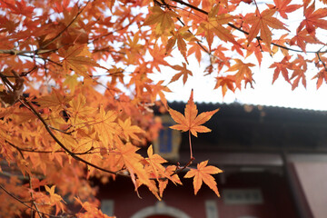 Sticker - Photo of autumn maple tree leaves and a house in a blur background