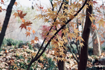 Sticker - Photo of autumn yellow maple tree leaves