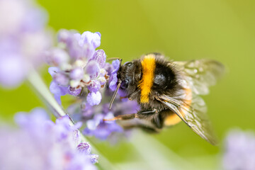 Wall Mural - A bee on a lavender stalk