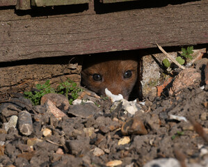 Canvas Print - Closeup of a friendly fox looking from a fence