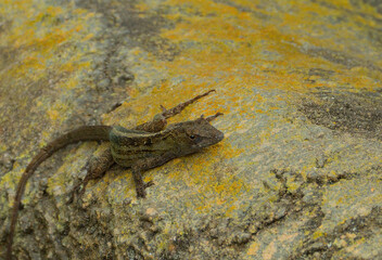 Poster - Macro shot of a lizard on a stone