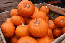 Heap Of Harvested Pumpkins In A Wooden Crate