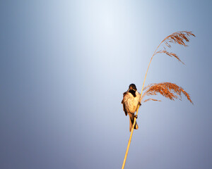 Poster - Closeup shot of a Common reed bunting perching on grass against the gloomy sky