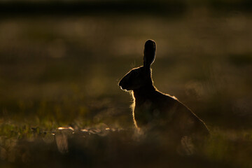 Wall Mural - Side view of a cute European hare on the grass under the sunlight