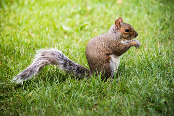 Poster - Closeup of a squirrel on the grass