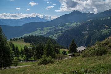 Sticker - Beautiful shot of some spruces growing on the field in the background of mountains.