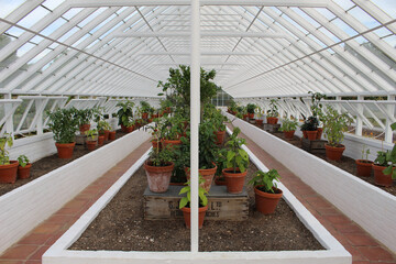 Poster - Natural view of potted plants inside a greenhouse