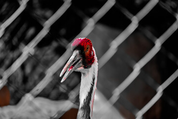 Wall Mural - Closeup shot of a red Brolga bird at a zoo