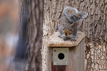 Closeup Of The Gray Squirrel On The Birdhouse.