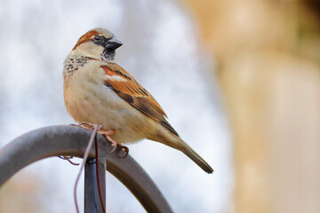 Poster - Shallow focus shot of a house sparrow (Passer domesticus)