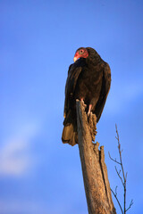 Sticker - Vertical shot of a common vulture perched on an old branch against a blue sky