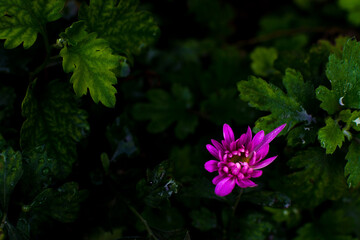 Poster - Selective focus shot of purple chrysanthemum in the garden