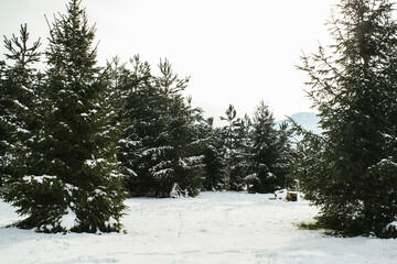 Sticker - Beautiful shot of a frozen forest during the day in winter